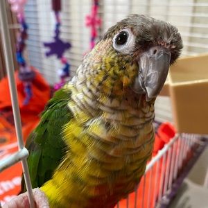 Meet your Posher, Heidi